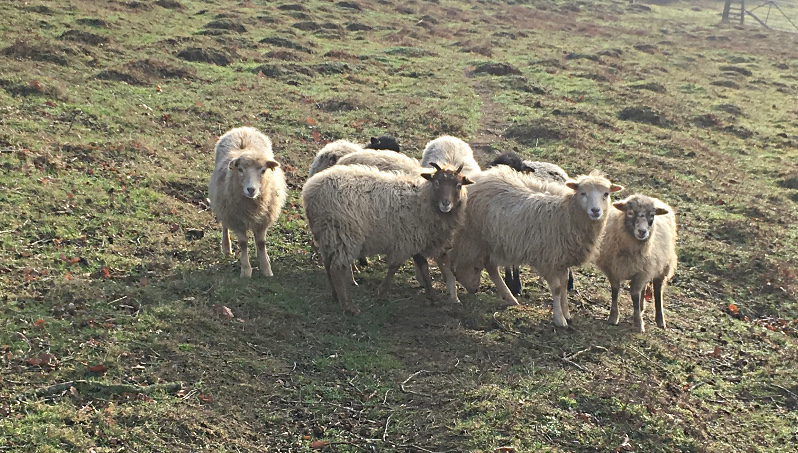 sheep